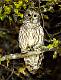 Kirms Photoghraphy Barred Owl-6